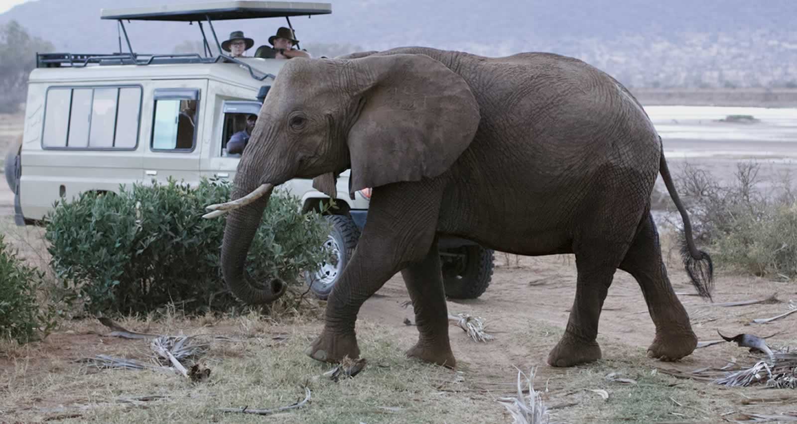 Rare wildlife in Samburu National Reserve Kenya